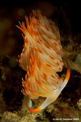 Portrait study of Nudibranch (Flabellina sp) Taken with D... by David Henshaw 